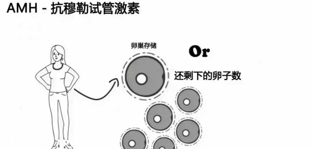 amh是什么