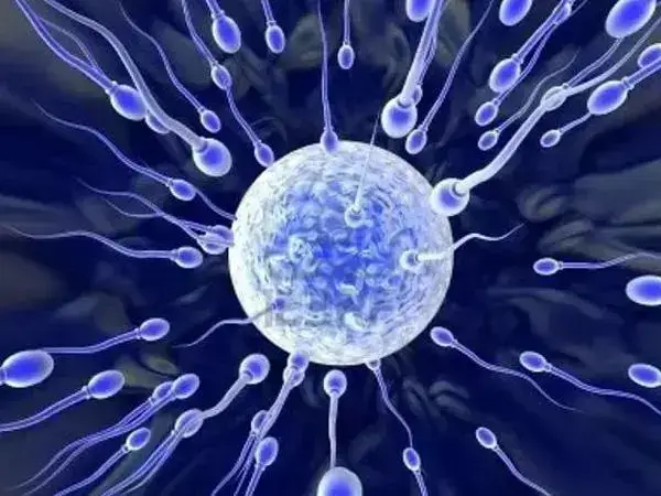 试管婴儿已经成为了一种常见的生育方式