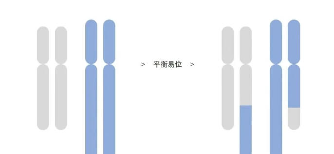 染色体平衡异位