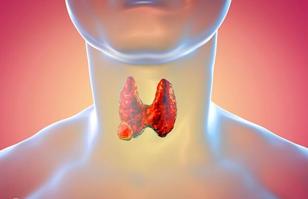 甲状腺是人体内的一个内分泌器官