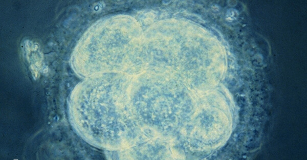 8细胞2级鲜胚的移植成功率通常较高