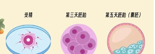 胚胎发育过程