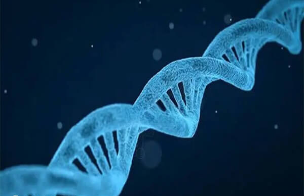 15号染色体是基因组中最不稳定的区域之一
