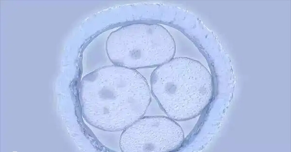 年龄是影响试管婴儿成功率中最重要的因素之一