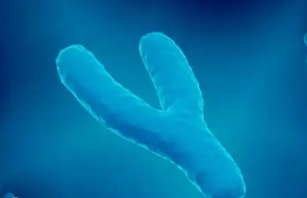azfc缺失是男性不育中最常见的基因突变之一