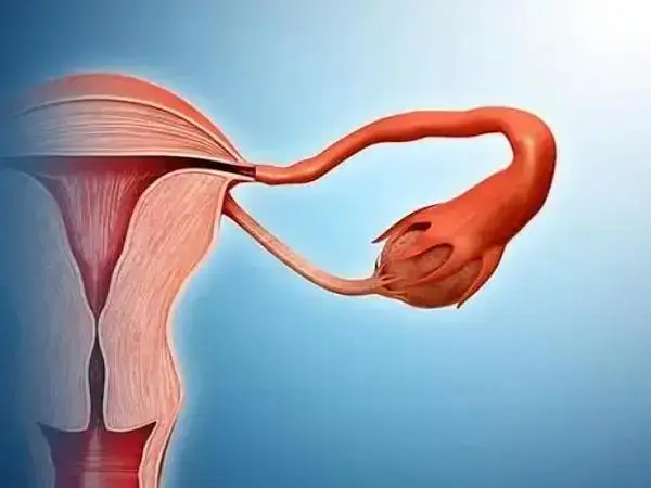绝经后女性身体机能会下降