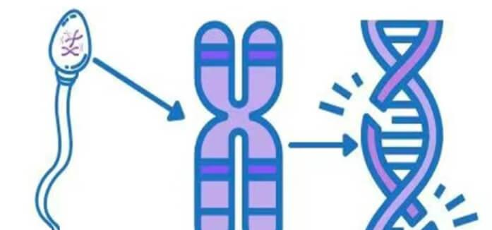 精子DNA的完整性与精子功能有关