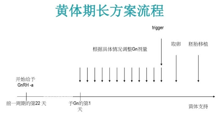 黄体期长方案流程图