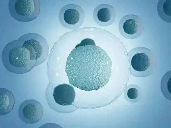 卵泡冲洗过程影响卵子数量