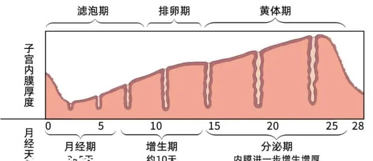 卵巢和子宫内膜厚度周期性变化