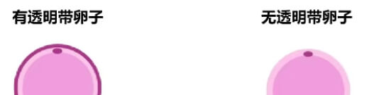 卵子透明带