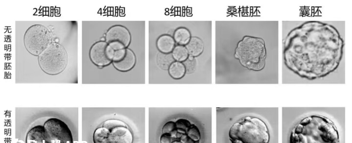 无透明带胚胎与有透明带胚胎对比图
