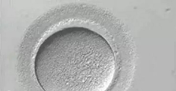 卵子透明带异常会影响受孕