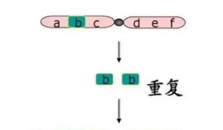 染色体重复