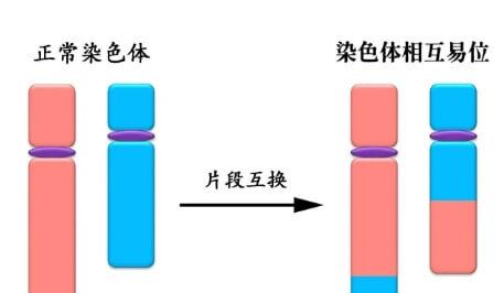 染色体易位