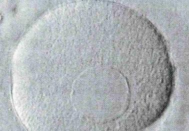 SERa来源的卵母细胞可以正常受精和发育