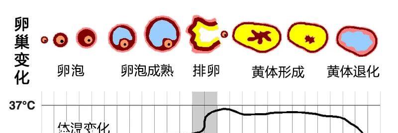 排卵前后体温会有明显变化
