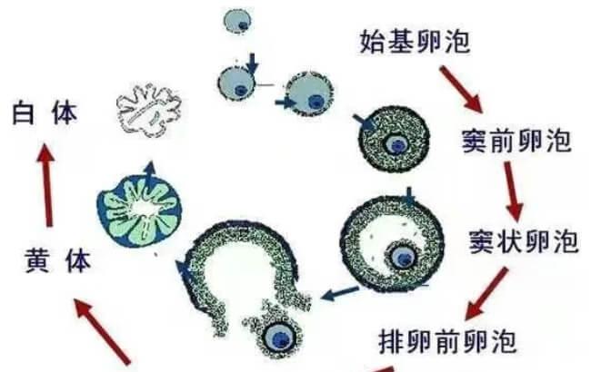卵泡发育过程图