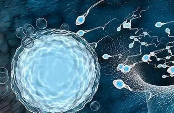 精子畸形率高可以做试管婴儿