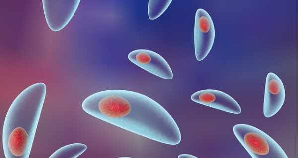 孕早期感染弓形虫对胎儿的影响最大