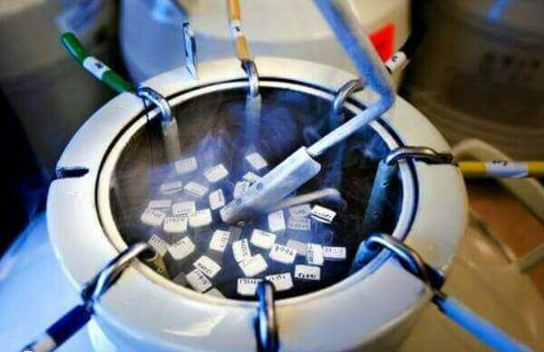 卵子冷冻保存时间