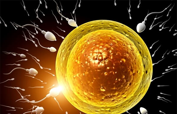 IVF受精方式