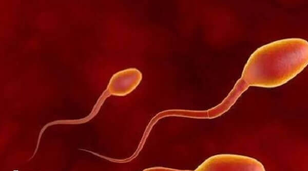 les生子要在精子库挑选精子