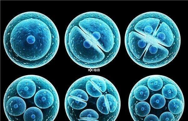 胚胎发育过程