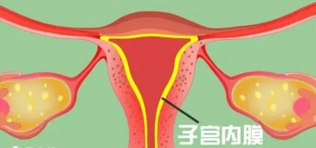 子宫内膜会影响胚胎着床
