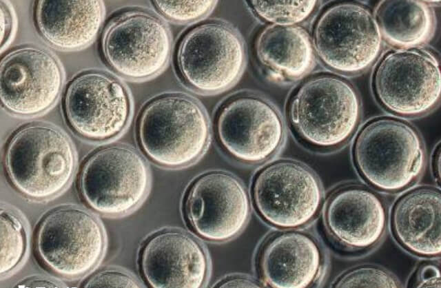 雌二醇高低与卵泡发育情况有关