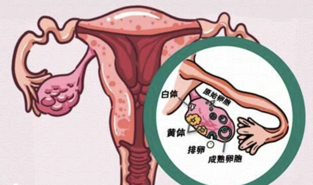 雌激素与卵泡发育有关