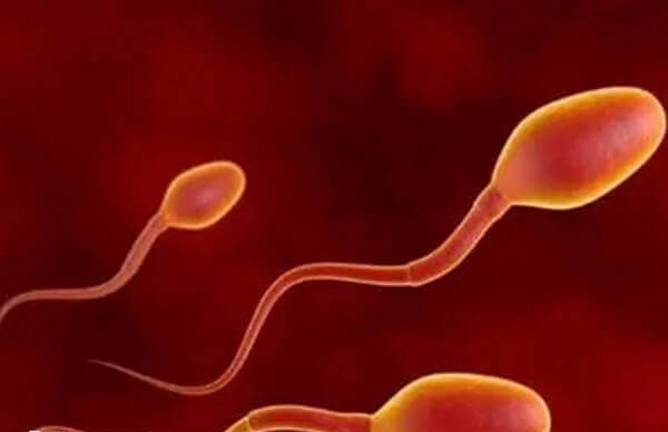 精子活力低也会导致不孕
