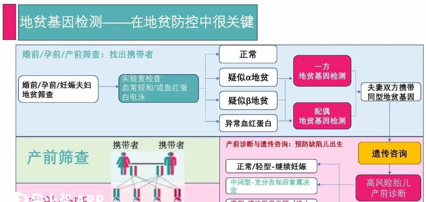 地中海贫血的防控措施