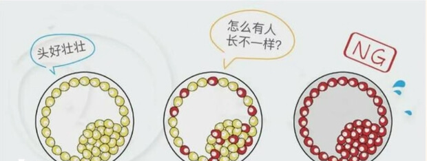 马赛克胚胎就是嵌合胚胎