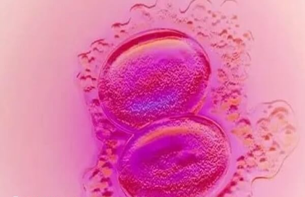 取卵后医院会发信息通知囊胚的情况