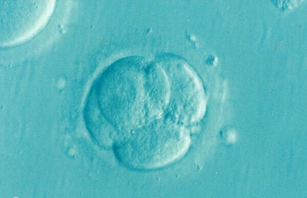 卵子质量很高可以用来养囊