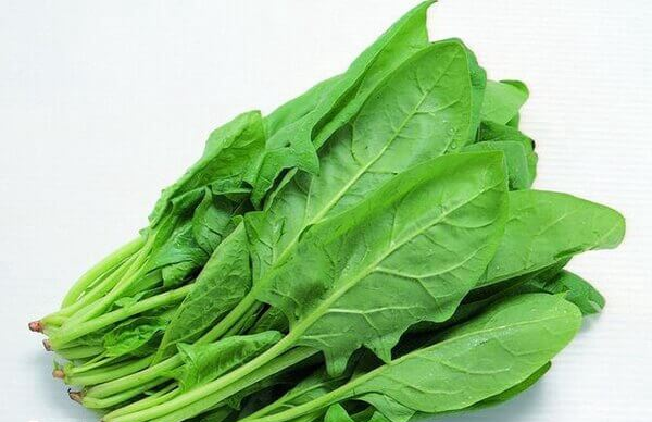 试管移植后可少量吃菠菜