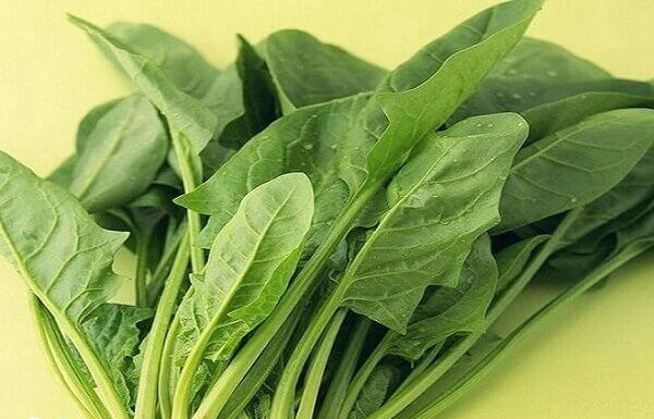 胚胎移植后菠菜要适量食用