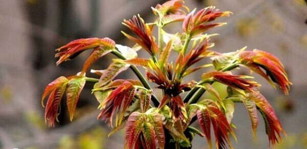 胚胎移植后香椿芽要适量食用