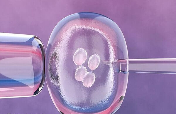 囊胚发育一共有6期