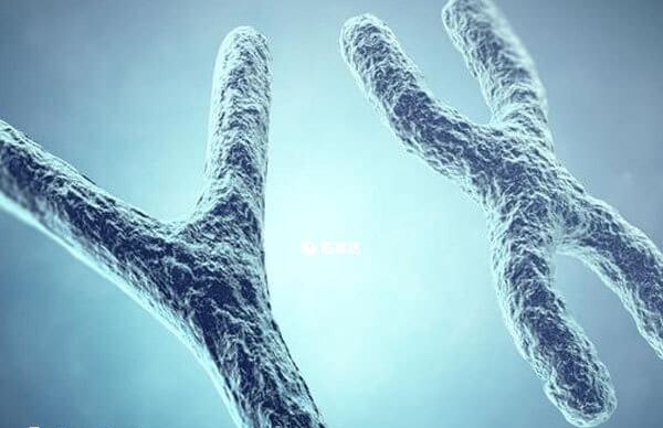 生女孩需要给X精子提高适宜环境