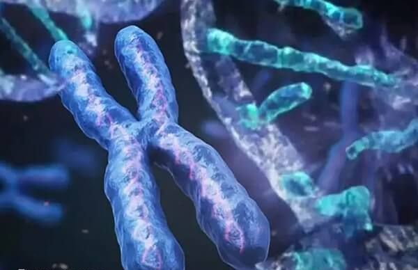胎儿的性别是由精子携带的性染色体决定的