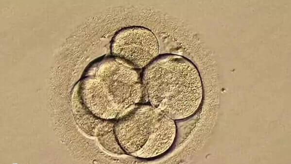 3ac囊胚质量怎么样