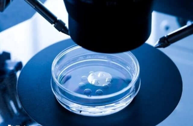 3ab囊胚移植成功率因人而异