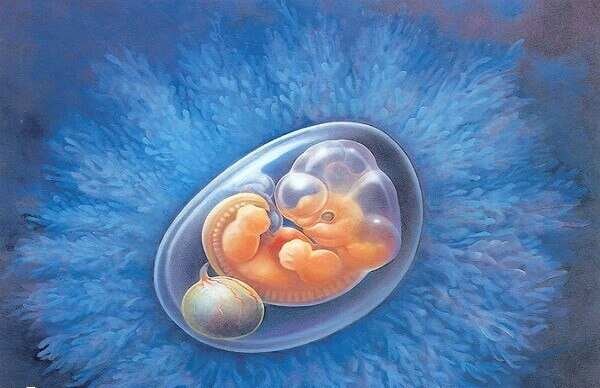 胎停后同批胚胎可用作二次移植