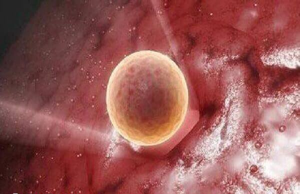 移植第一天胚胎在寻找着床位置