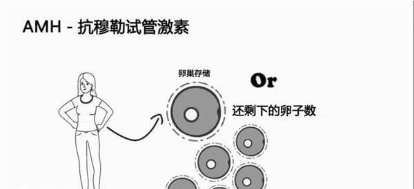 amh的参考范围为2.5~6.3ng/mL