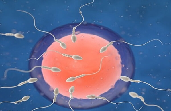 桑葚胚胎养成囊胚的成功率约为40%-60%