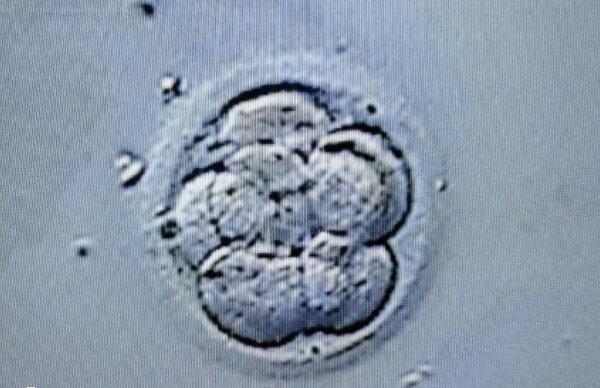 桑葚胚是介于卵裂胚和囊胚之间的过渡阶段