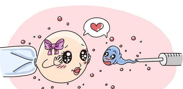 受精卵的质量与卵子和精子的质量相关